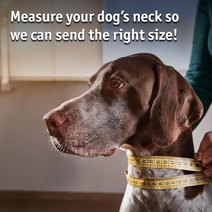 Biothane Custom Dog Collar – Waterproof, Stink-Proof Personalized Collar with Name & Phone Number – Durable, Many Sizes and Colors – Assembled in USA (Sky Blue)