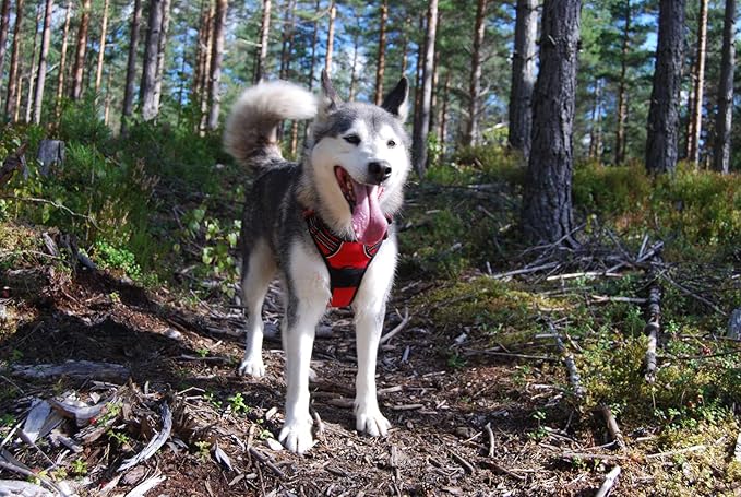 TRUE LOVE Adjustable No-Pull Dog Harness Reflective Pup Vest Harnesses Comfortable Control Brilliant Colors Truelove TLH5651(Red,L)