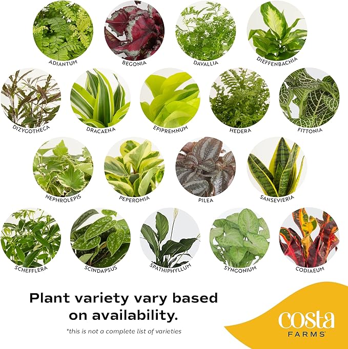 Costa Farms Live Plants (3 Pack), Easy to Grow Real Indoor Houseplants, Air Purifying Plants, Grower's Choice in Home Décor Indoors Plant Pots, New House Gift or Room Décor
