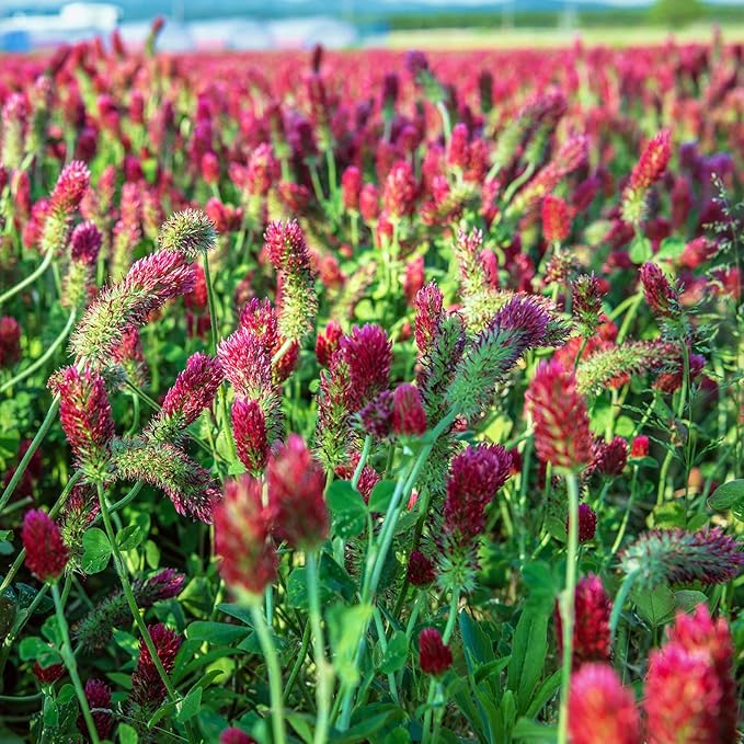 Crimson Clover Seeds (Coated) - 1 oz - Garden Cover Crop, Non-GMO, Open Pollinated, Perennial, Heirloom - Coated for Easy Planting
