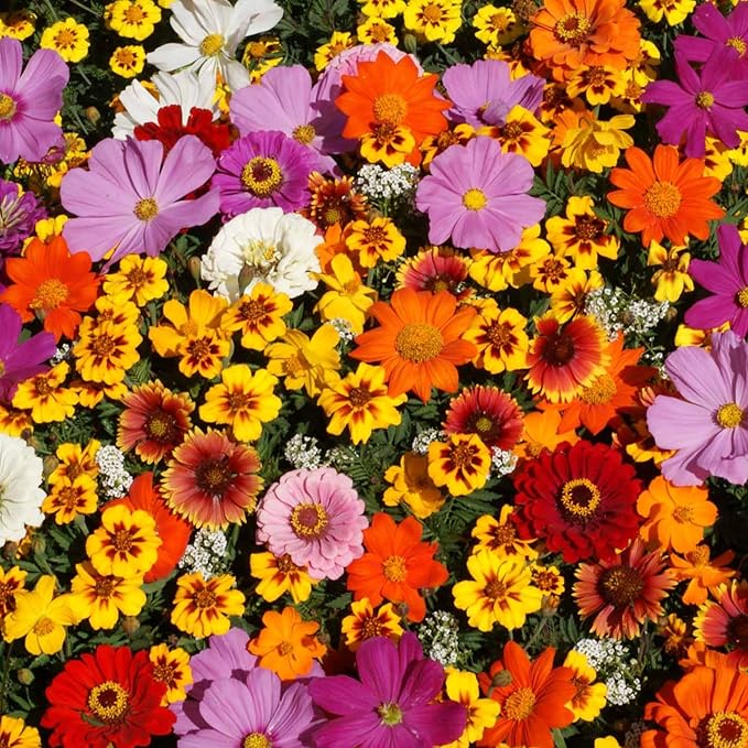 Wildflower Seeds Bulk – National Wildflower Seed Collection – Perennial Wildflowers Mix – Flower Seeds for Planting – Wild Flowers (Save The Monarchs)