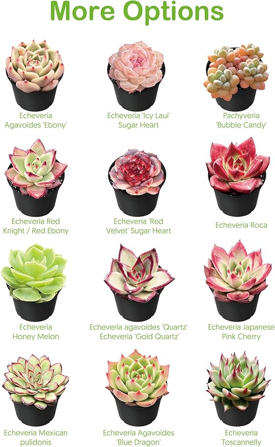 Live Succulents Crassula Baby's Necklace (4-inch), Succulent Plants Fully Rooted in Pots with Soil, Easy-Care House Plant for DIY, Home Office Decor, Wedding Party Favor