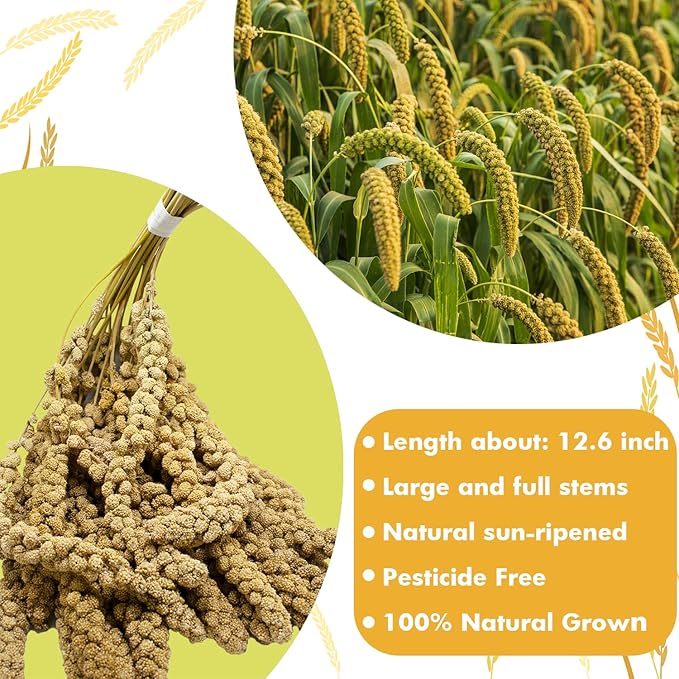 Jmxu's 2LB Spray Millet Treat for Birds Parakeets, Natural Sun-Dried Birds Millet for Cockatiel, Finches, Parrots, Hamster