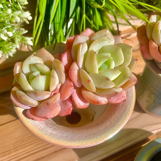 FWPP Rare Echeveria Love Song Succulent, Live 2-Head 3-Inch Plant