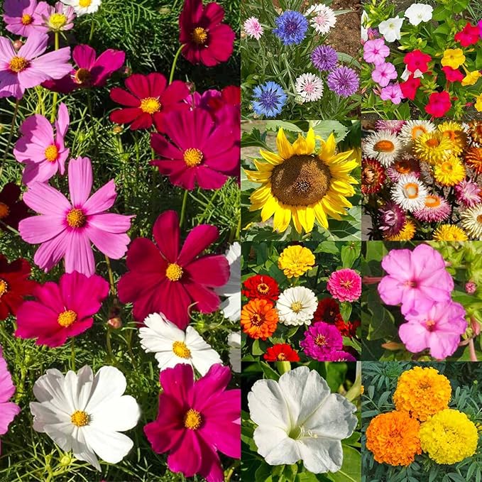 Seed Needs Garden Flower Seeds Large Blooms Mix Hummingbird and Butterfly | 10 Packs (1 Ounce Each) No Filler 7 Varieties Open Pollinated | Resealable Package Live Wild Flower Seed | Bulk