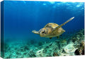 wall26 Canvas Print Wall Art Sea Turtle Gliding Through Sea Nature Ocean Photography Realism Nautical Scenic Relax/Calm Multicolor Ultra for Living Room, Bedroom, Office - 12"x18"