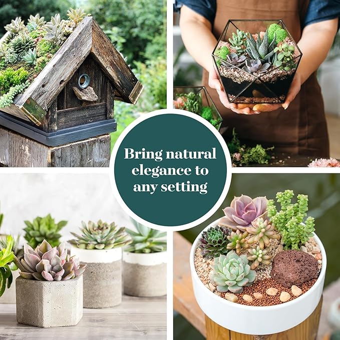 Shop Succulents Mixed Succulent Plant Pack 2" Grow Pot Pack of 20