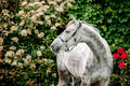 Horseware® Signature Braided Halter