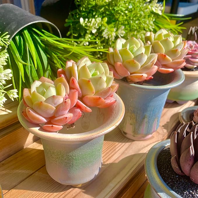 FWPP Rare Echeveria Love Song Succulent, Live 2-Head 3-Inch Plant