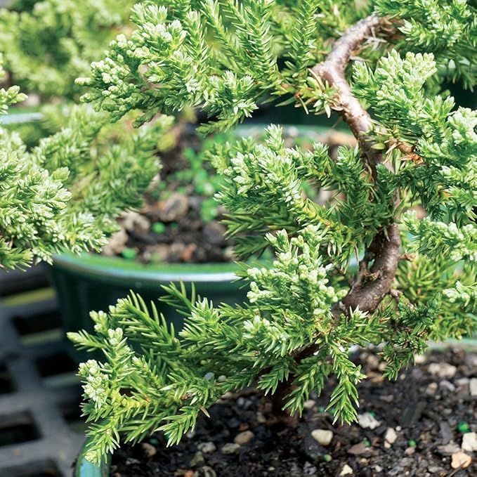 Brussel's Live Green Mound Juniper Outdoor Bonsai Tree - 3 Years Old; 4" to 6" Tall with Decorative Container - Not Sold in California