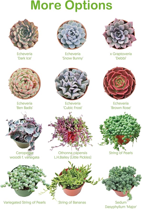 Live Succulent String of Pearls, Approx 2-inch Large, Potted Succulents, Fully Rooted, Easy Care House Plants