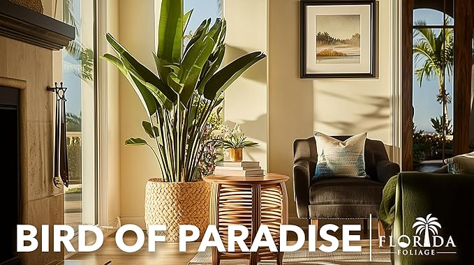 Orange Bird of Paradise | Strelitzia Reginae | 20 Live Plants | Tropical Perennial Blooming Specimen