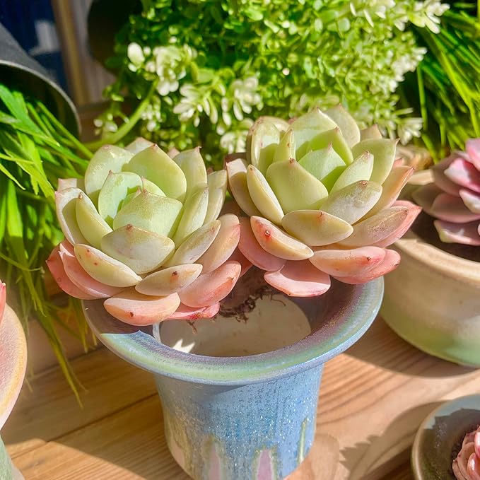 FWPP Rare Echeveria Love Song Succulent, Live 2-Head 3-Inch Plant