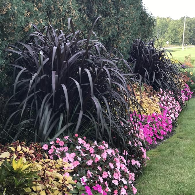 Pack 3 Fountain Grass Plants Live, 5-9 Inch Tall, Ornamental Grasses Live Plants Perennial, Well-Rooted Perennial Grass Clumps (Black Fountain Grass)