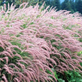Pack 3 Fountain Grass Plants Live, 5-9 Inch Tall, Ornamental Grasses Live Plants Perennial, Well-Rooted Perennial Grass Clumps (Pink Rose Fountain Grass)