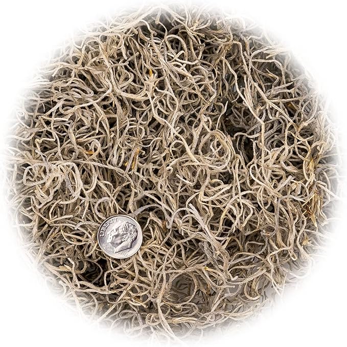 Premium Natural Spanish Moss | Natural Preserved - Great Ground Cover - Filler for Potted Plants - by GARDENERA - 2 Quart Bag