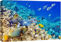 wall26 Canvas Print Wall Art Underwater Neon Blue Teal Ocean Water Fish Nature Animals Photography Realism Rustic Scenic Landscape Wilderness Earth for Living Room, Bedroom, Office - 32"x48"