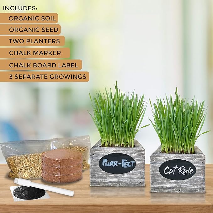 Cat Grass for Indoor Cats Kit – Best Value Organic Seed & Soil for 3 Growing Cycles, Natural Hairball Remedy & Cat Gifts (White Wash)
