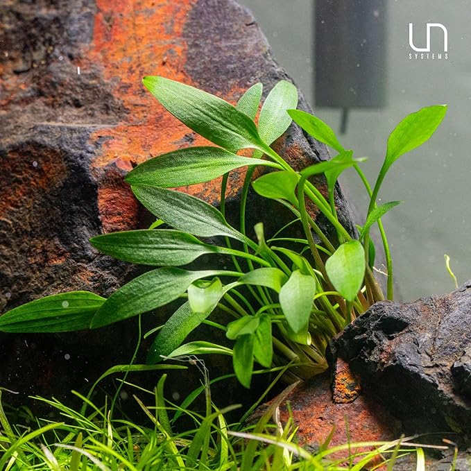 Cryptocoryne parva in Vitro Tissue Culture Small Cup