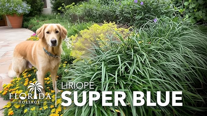 Liriope Super Blue | 2 Large Gallon Size Plants | Liriope muscari 'Super Blue' | Ornamental Ground Cover Plants | Shade-Tolerant Landscaping Perennial