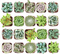 Shop Succulents Mixed Succulent Plant Pack 2" Grow Pot Pack of 20