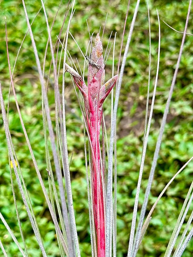 Air Plants - Tillandsia Juncea, Jumbo 8-12" - 1ct - Live Arrival Guaranteed - House Plants for Home Decor & Gift