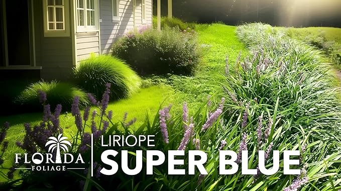Liriope Super Blue | 20 Live Plants | Liriope muscari 'Super Blue' | Ornamental Ground Cover Plants | Shade-Tolerant Landscaping Perennial