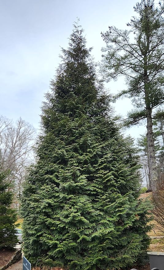 Thuja Green Giant Arborvitae Lot of 4, Quart Pot