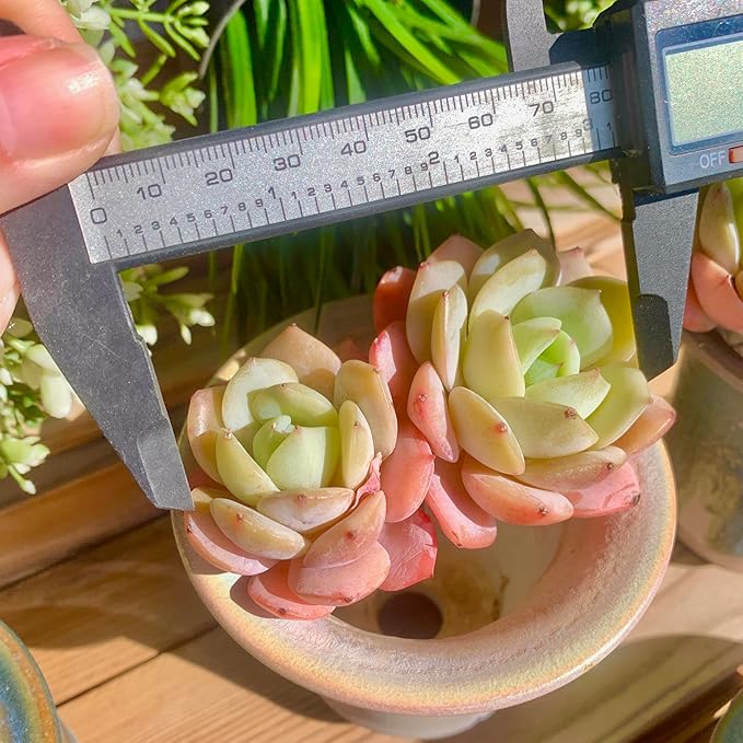 FWPP Rare Echeveria Love Song Succulent, Live 2-Head 3-Inch Plant