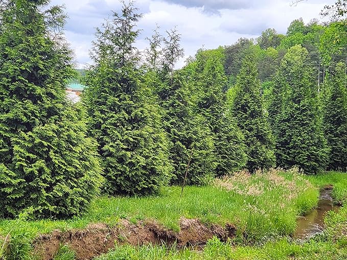 Thuja Evergreen Shrub, Green Giant Arborvitae, Quart Pot