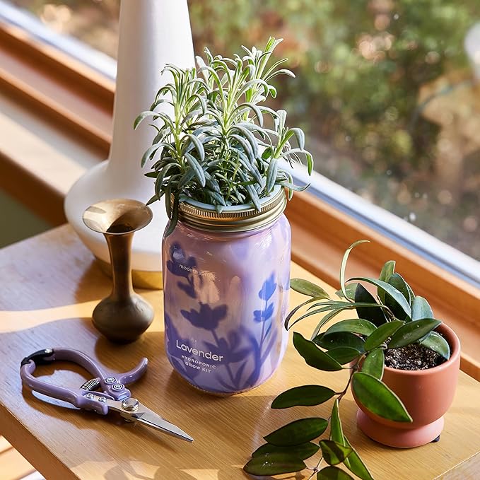Modern Sprout Mason Garden Jar - Self-Watering Hydroponics Growing System Kit with Organic Herb Seeds - Jar Planter for Indoor Herb Garden - Seed Starter Kit - Home Decor & Gifting - Lavender