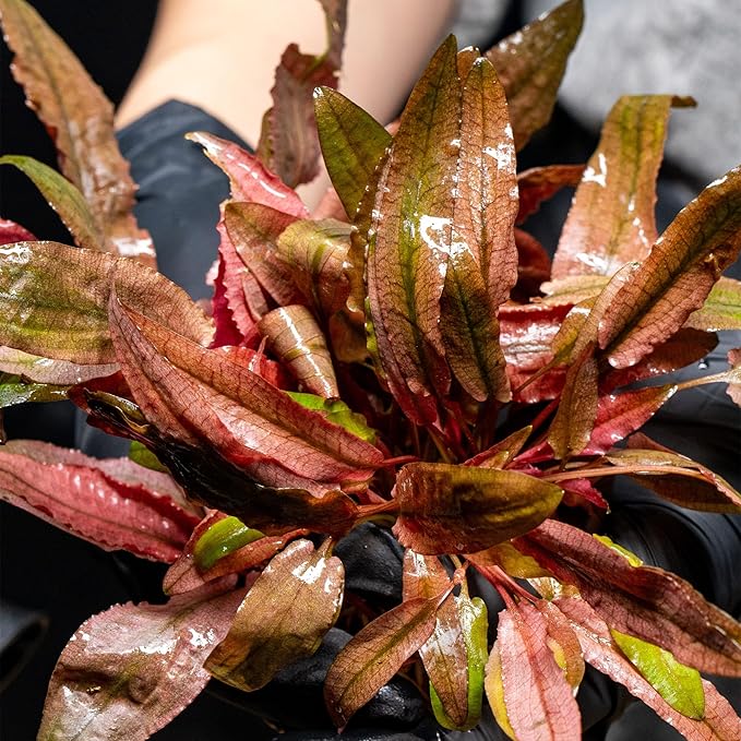 Ultum Nature Systems Cryptocoryne Willisii Tissue Culture Live Plant for Aquarium, Aquascape, Freshwater Fish Tanks - 100% Snail Free in Vitro