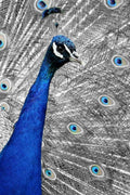 BLUE PEACOCK: The Indian peafowl or blue peafowl is a large and brightly colored bird, native to South Asia.