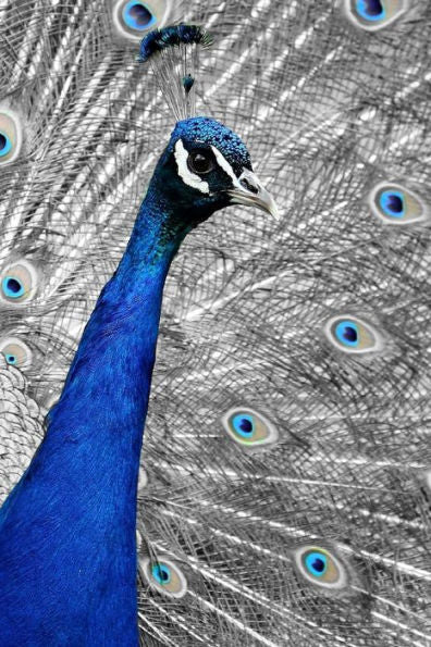 BLUE PEACOCK: The Indian peafowl or blue peafowl is a large and brightly colored bird, native to South Asia.
