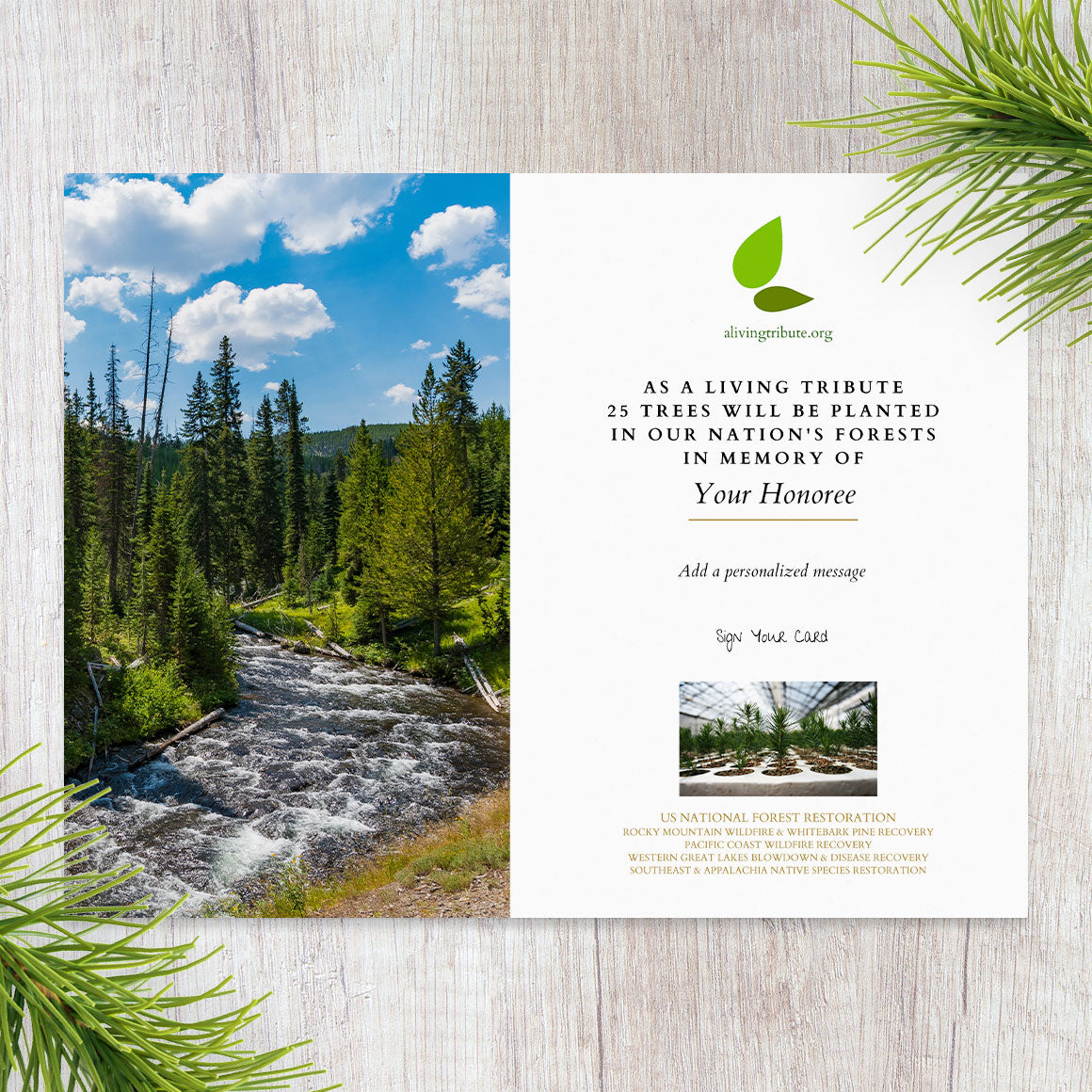Tree Planting in a US National Forest with Mailed Commemorative Card