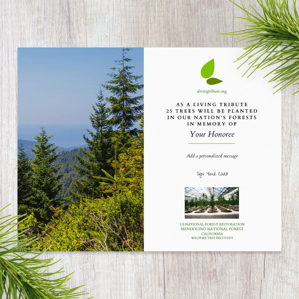 Plant a Tree in Honor or Memory in a California National Forest - A Living Tribute