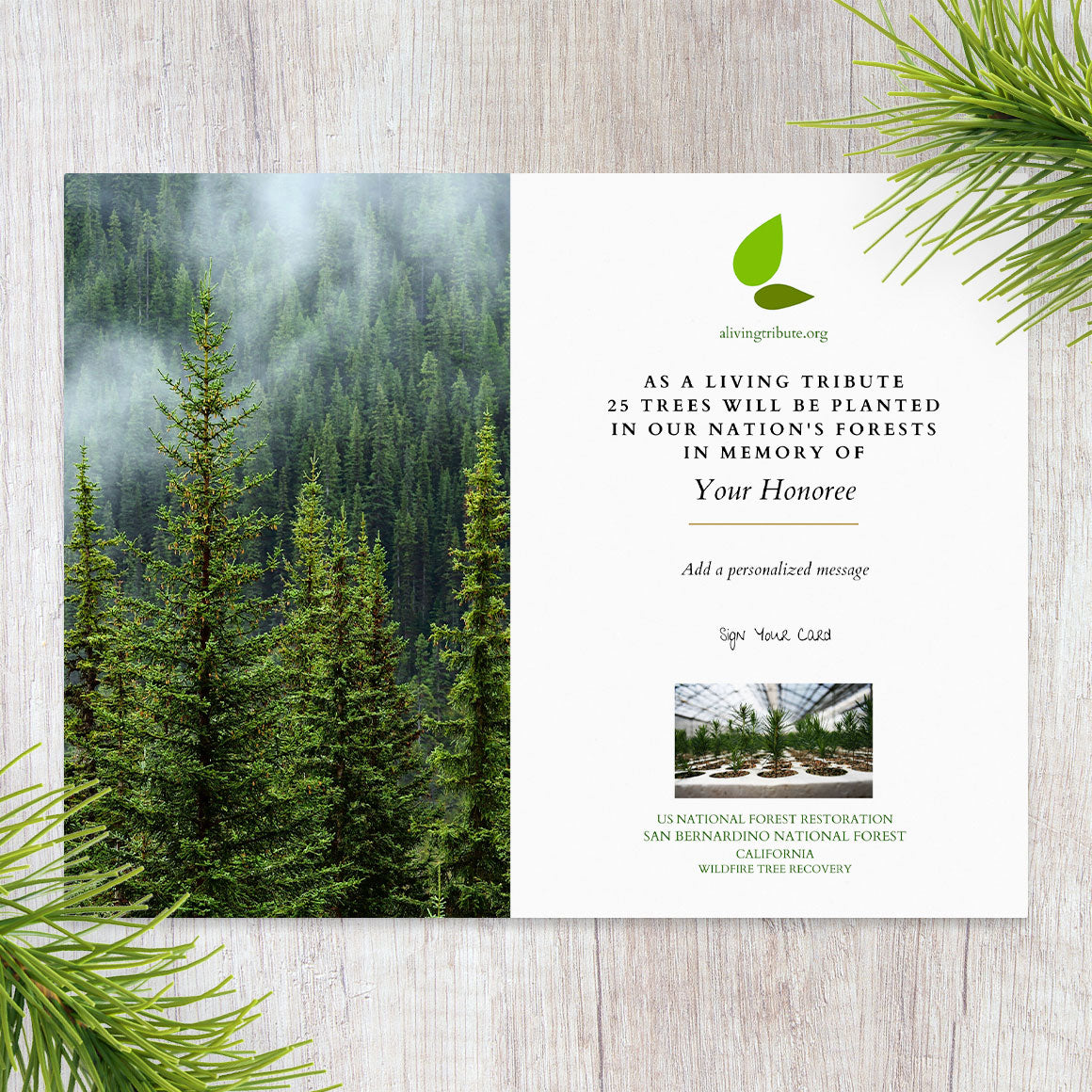 Plant a Tree in Honor or Memory in a California National Forest - A Living Tribute