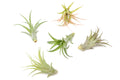 SALE - Tillandsia Abdita Brachycaulos Air Plants - Set of 10, 20 or 30 - 60% Off