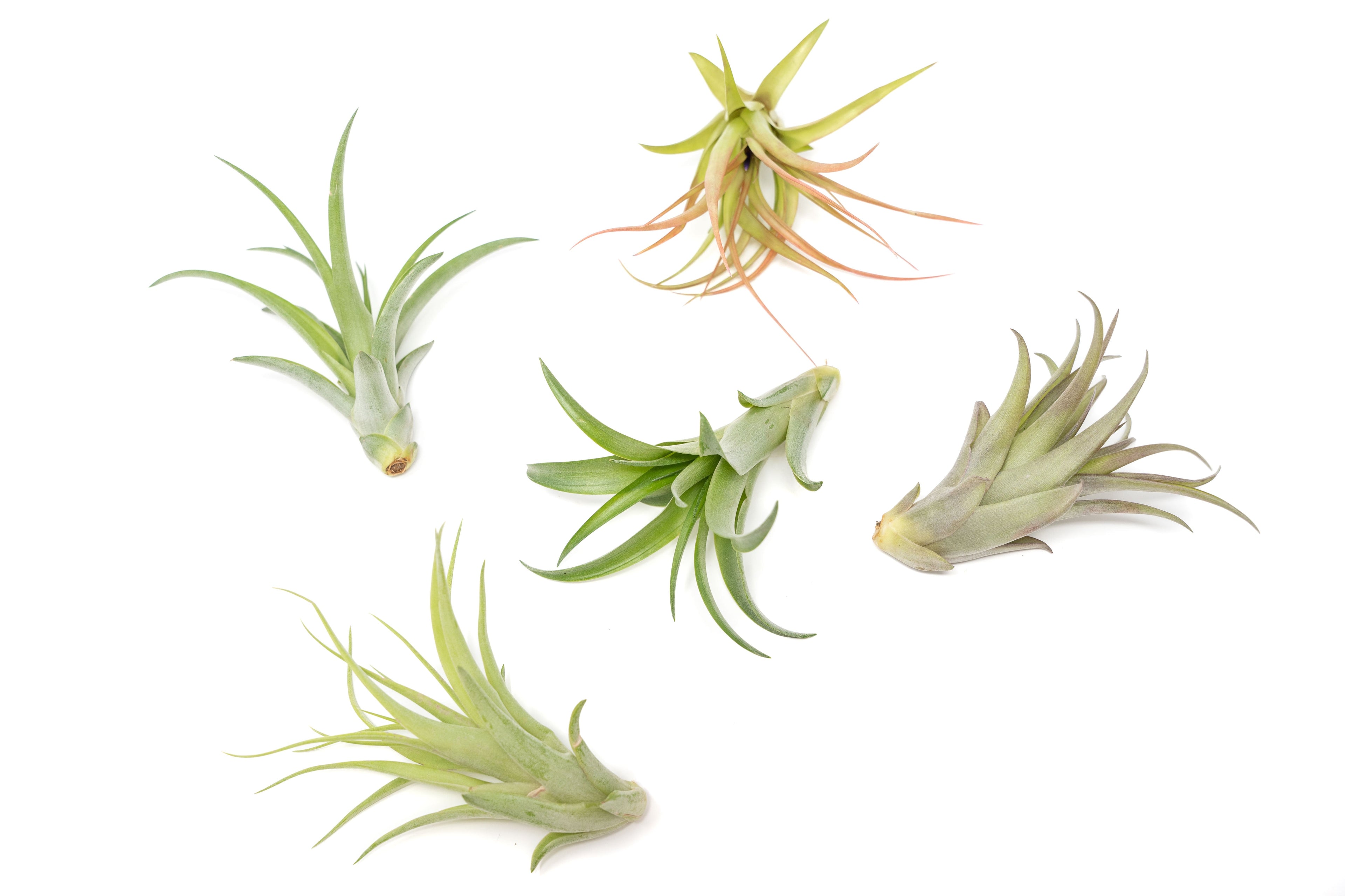 SALE - Tillandsia Abdita Brachycaulos Air Plants - Set of 10, 20 or 30 - 60% Off