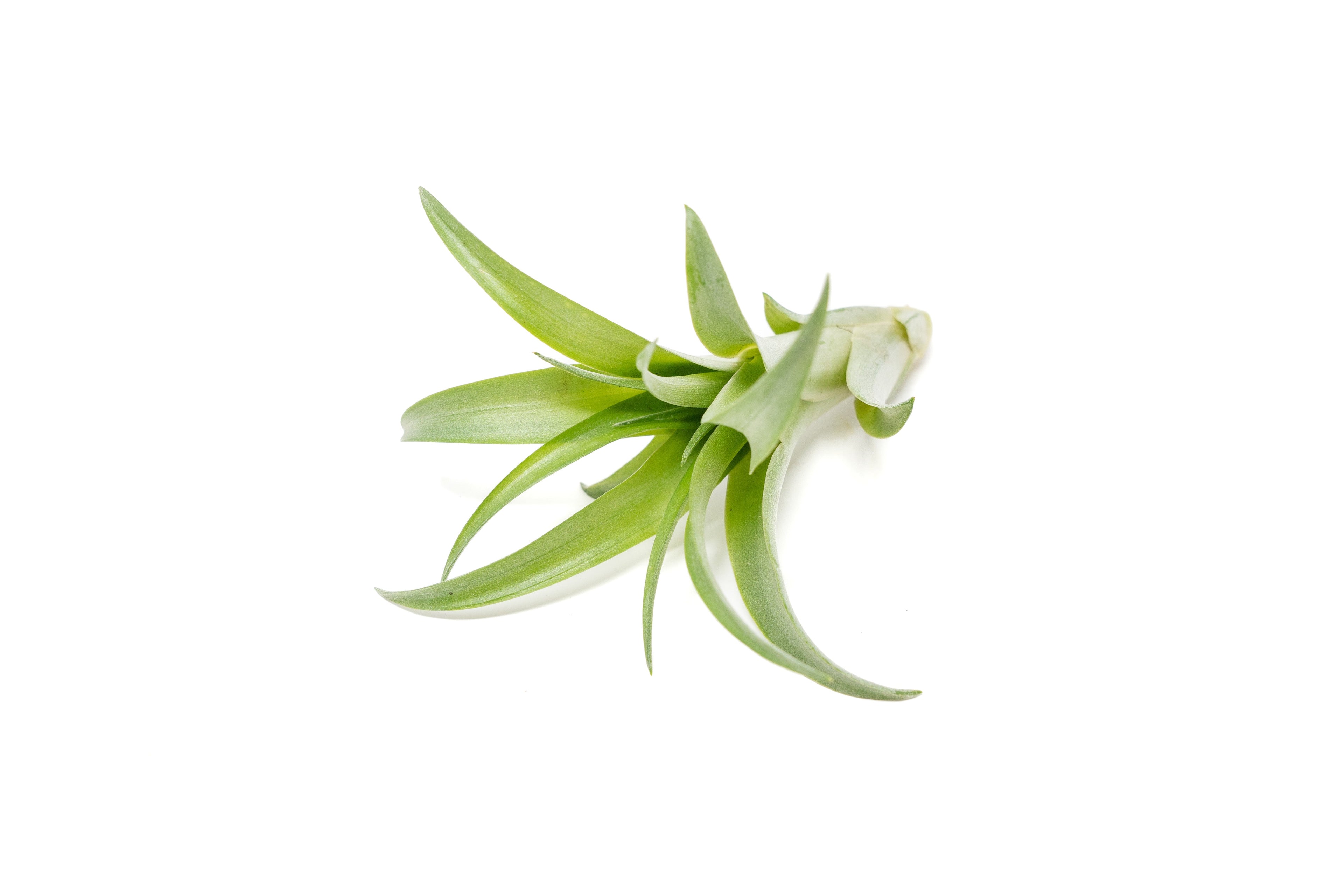 SALE - Tillandsia Abdita Brachycaulos Air Plants - Set of 10, 20 or 30 - 60% Off
