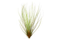 Large Tillandsia Juncifolia Air Plants /  8-12 Inch Plants