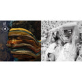 Bjork - Bastards: Remix & Vespertine - LP Vinyl Bundle