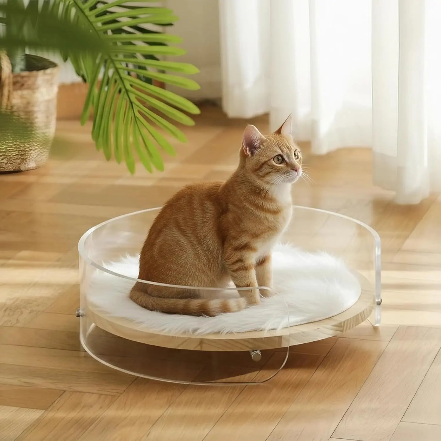 Clear Acrylic Cat Bed with Wooden Base | Modern Living Suite Pet Furniture