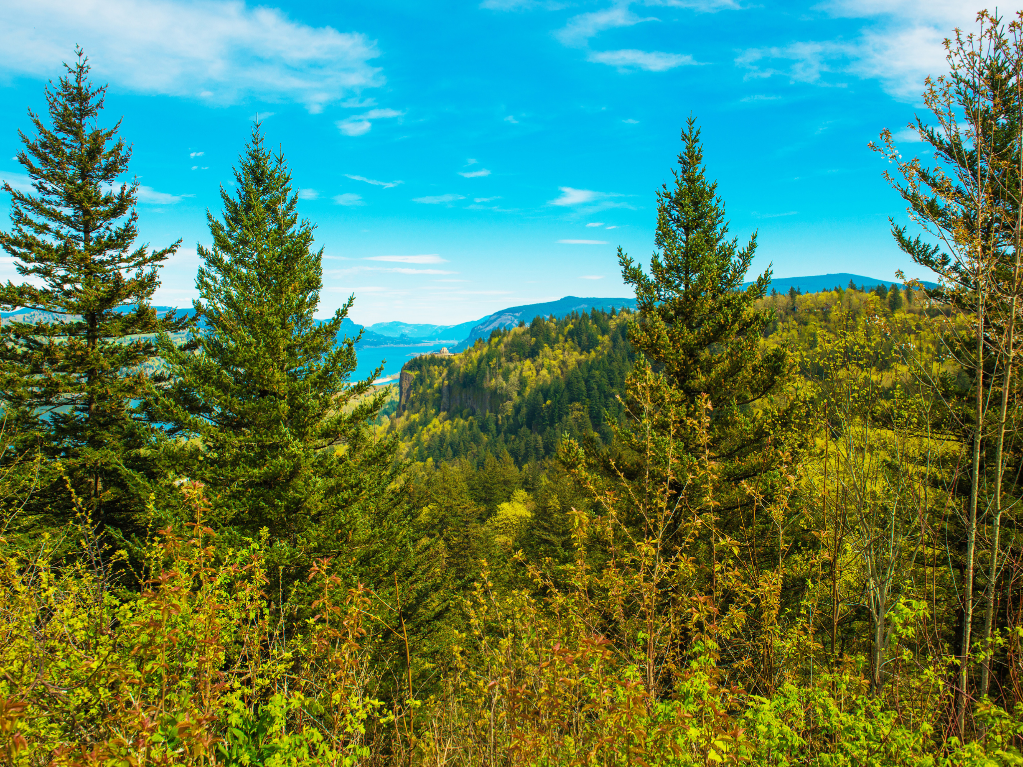 Plant a Tree for Someone in Oregon - Oregon Memorial Trees