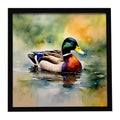 Mallard Duck Swimming Pond Scene Framed Metal Print Bathroom, Kitchen, Office, Home Decor Wall Art Ready to Hang, Square, 8X8