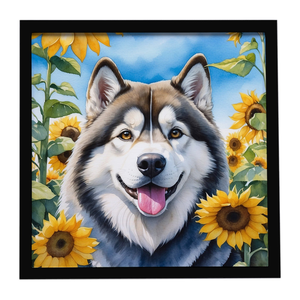 Alaskan Malamute in Sunflowers Framed Metal Print Bathroom, Kitchen, Office, Home Decor Wall Art Ready to Hang, Square, 8X8