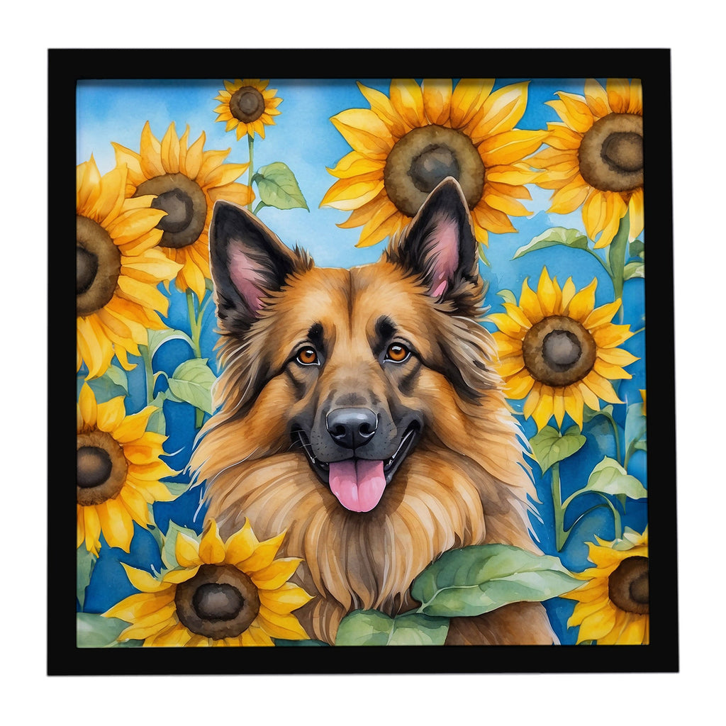 Belgian Tervuren in Sunflowers Framed Metal Print Bathroom, Kitchen, Office, Home Decor Wall Art Ready to Hang, Square, 8X8