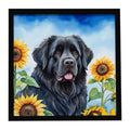 Newfoundland in Sunflowers Framed Metal Print Bathroom, Kitchen, Office, Home Decor Wall Art Ready to Hang, Square, 8X8