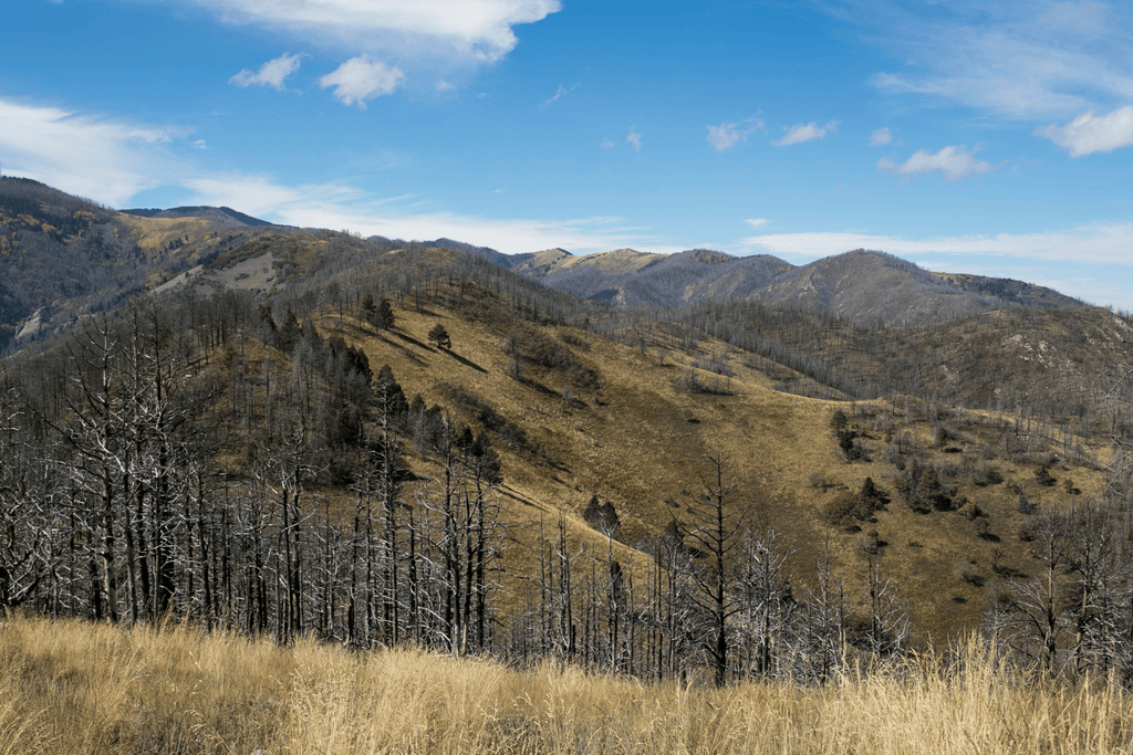 Plant a Tree for Someone in New Mexico - Memorial & Tribute Trees