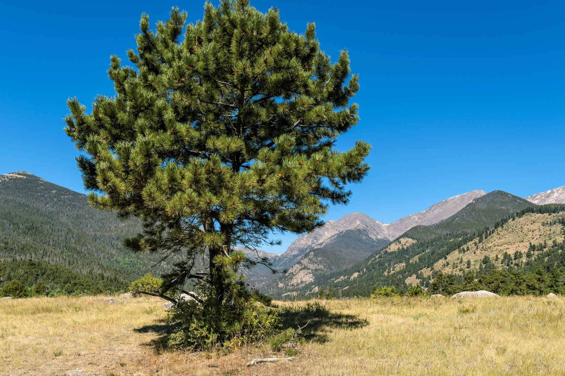 Plant a Tree for Someone in New Mexico - Memorial & Tribute Trees